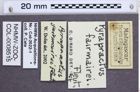 Etiketten zu Pyrapractus fairmairei (Fleutiaux, 1929) (NHMW-ZOO-COL-0008515)